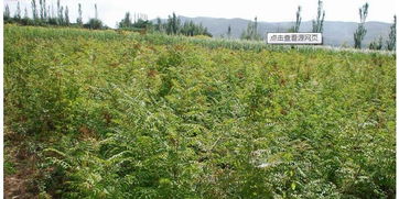 西北苗木 数据洞察下的绿色机遇