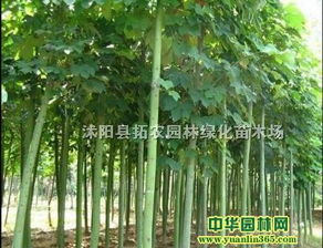 供应优质青桐 | 沭阳县拓农园林绿化苗木场乔灌木供应信息
