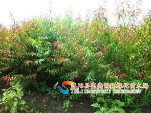 扁柏 莳花弄彩，绿荫长青——沭阳（县）亮亮园林绿化苗木场的经典苗木代表