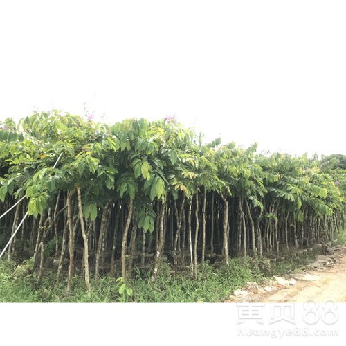 宜宾大叶紫微 城市绿化的紫色明珠
