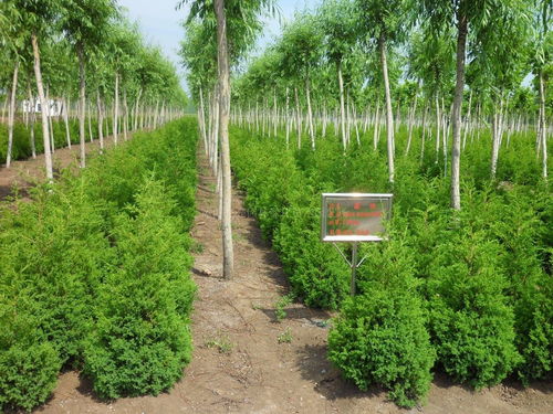 抓住新机遇 7个关键点帮你看透苗木行业新形势
