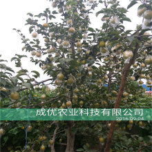 探访优美苗木基地 绿意盎然的自然之源