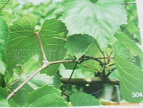 农苗网专业供应果树苗木与SO4嫁接专用砧木葡萄苗——战良苗木品质保障